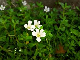 Brahmi Plant Information - How To Grow Brahmi Herbs In The Garden