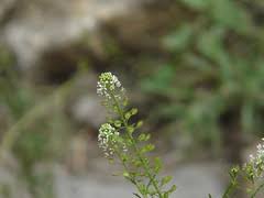 चम्सुर chamsur - Names of Plants in India