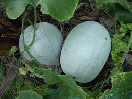 Kushmanda, Winter Melon (Benincasa Hispida) - Properties, Benefits ...