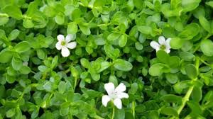 9 herbs for Navratri