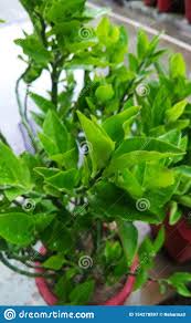 An Evergreen Beautiful Plant Of Naagdon Stock Image - Image of ...