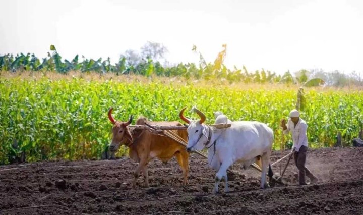 प्रदेश के 10.54 लाख किसानों के खातों में आज अंतरित होगी 1460.25 करोड़ की राशि
