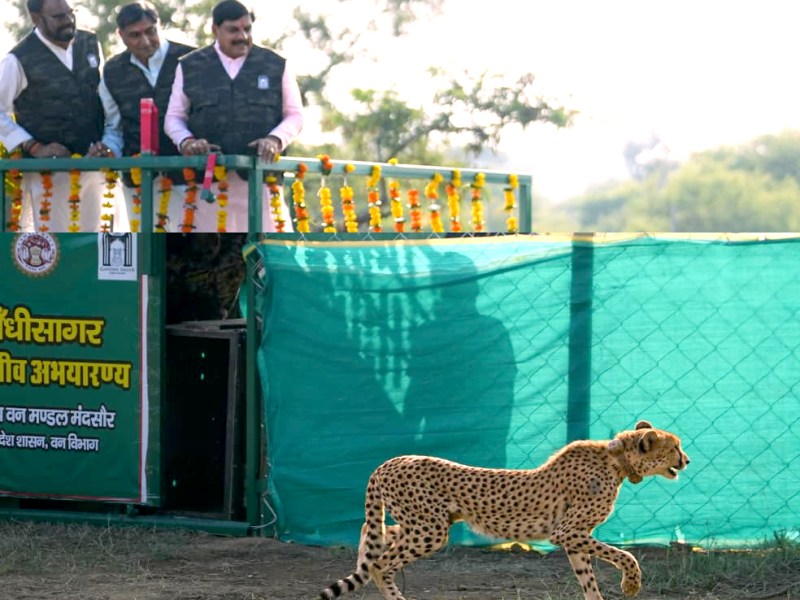 गांधी सागर अभयारण्य में चीता परिवार में शामिल हुई मादा चीता राधा
